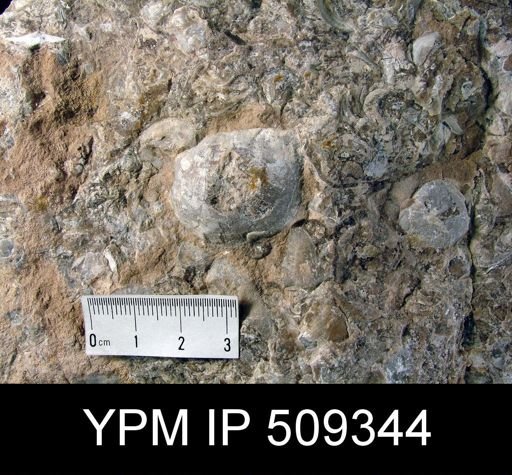 undet. Strophomenida
