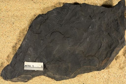 Pecopteris sp.