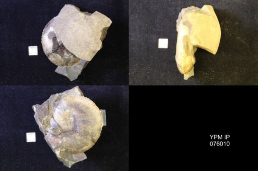 Hoploscaphites nicolletii