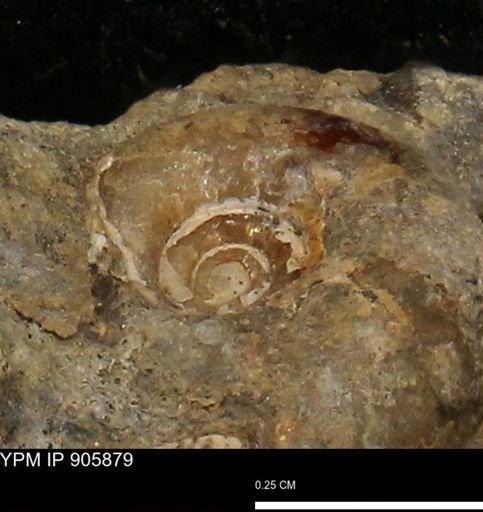 undet. Ammonoidea