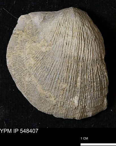 Stropheodonta callawayensis