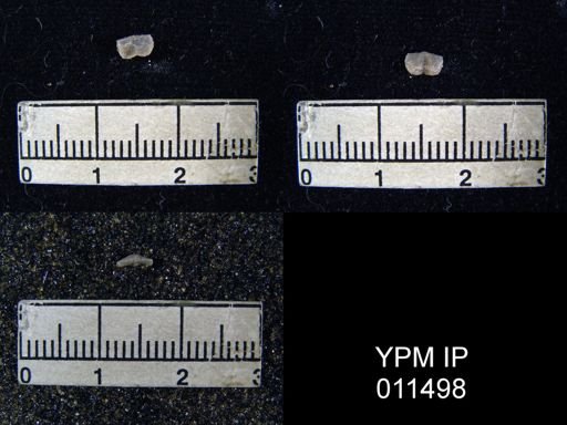 Chonetes subliratus