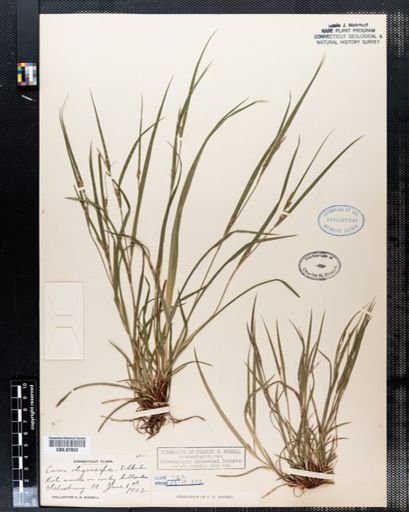 Carex oligocarpa