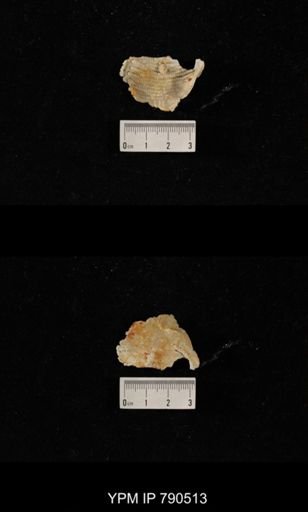 taxon undetermined