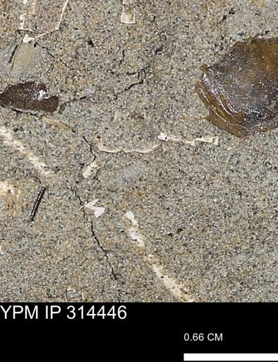 undet. Mollusca