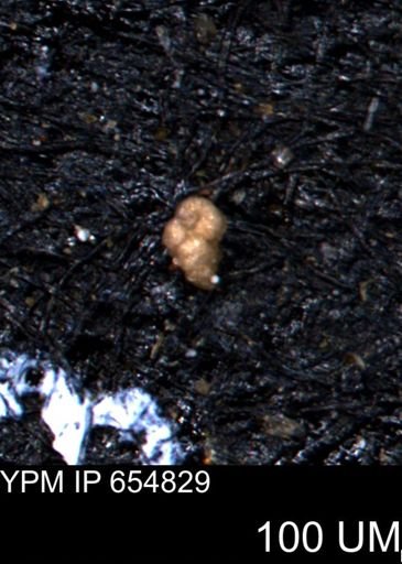 Verneuilinoides kansasensis