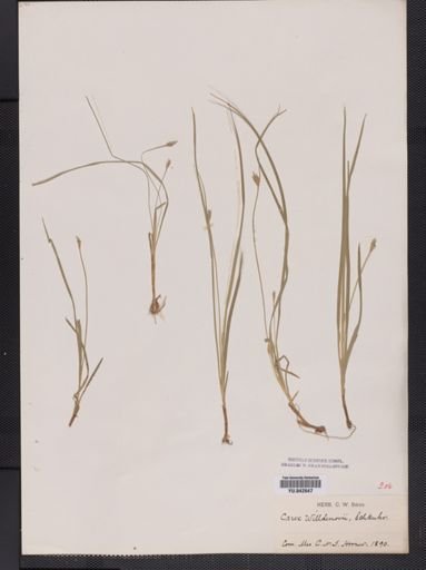 Carex willdenowii