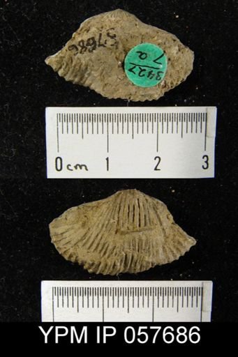 Anastrophia verneuili