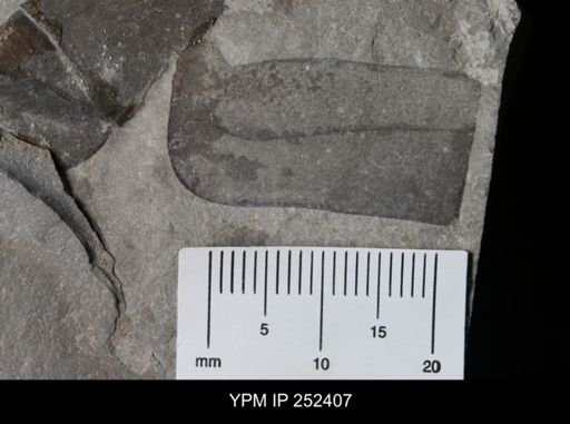 undet. Eurypterida