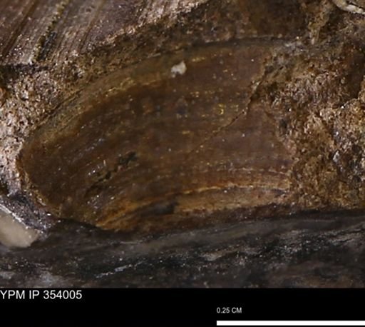 undet. Bivalvia