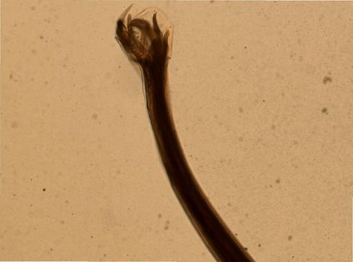 Necator americanus