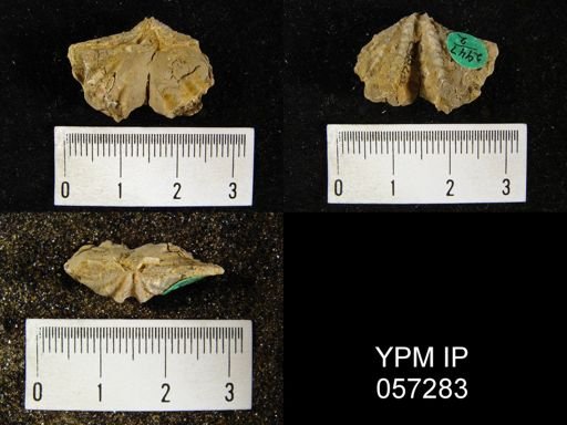 Megakozlowskiella perlamellosa