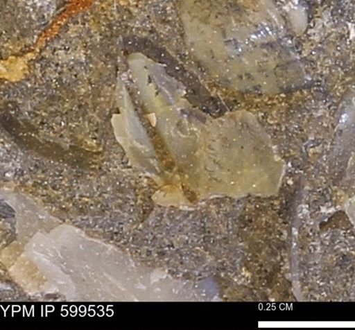 Protocardia subquadrata