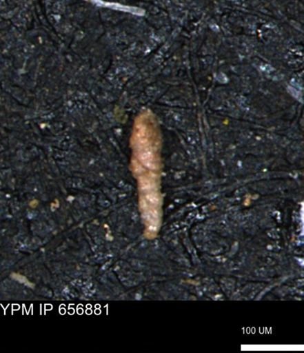 Verneuilinoides kansasensis