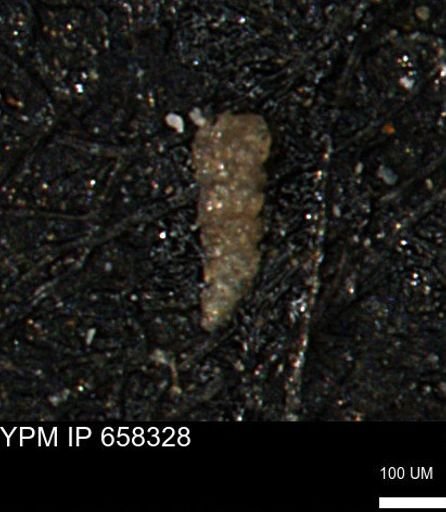 Verneuilinoides kansasensis