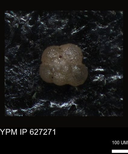 undet. Foraminiferida