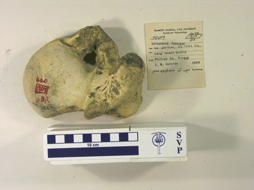 Teleoceras fossiger