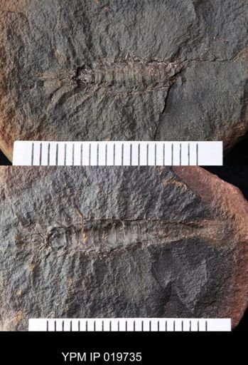 Palaeocaris typus