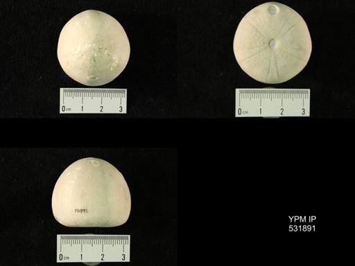 Conulus subrotundus