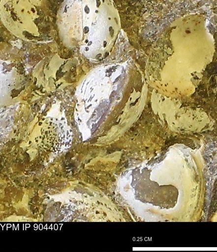 Corbulamella sp.