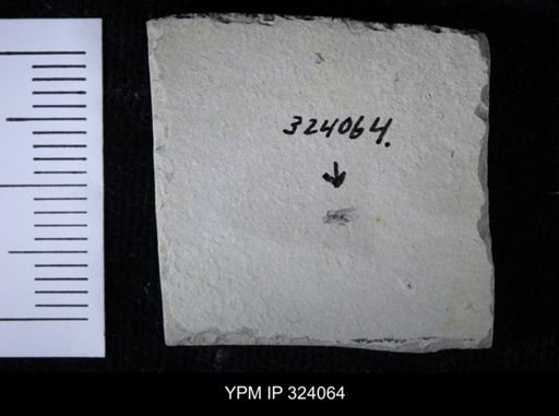 undet. Diptera