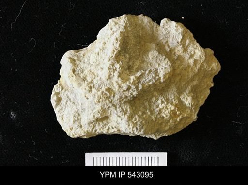 Asteriacites sp.