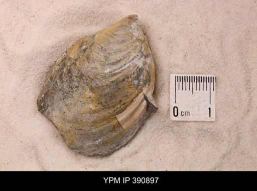 Inoceramus