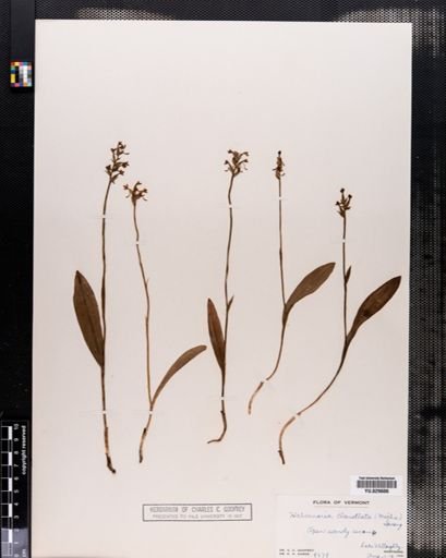Habenaria clavellata