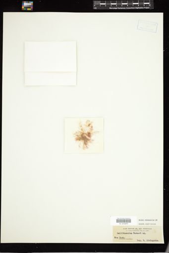 Callithamnion turneri