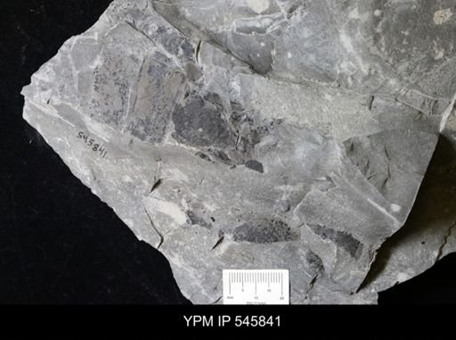 undet. Eurypterida