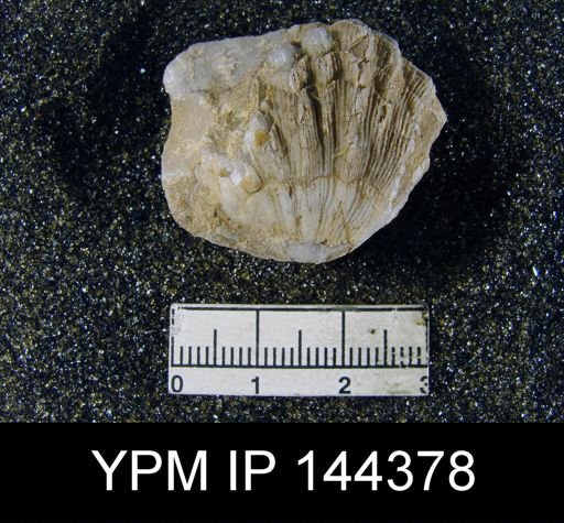Streptorhynchus (Kiangsiella) pectiniformis