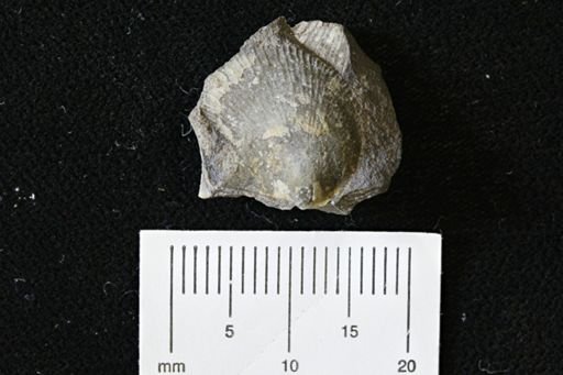 Oxytoma (Hypoxytoma)
