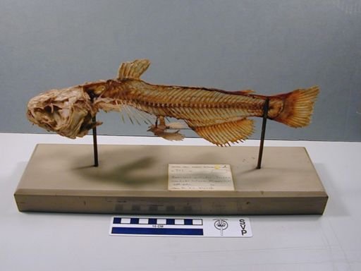 Ameiurus natalis