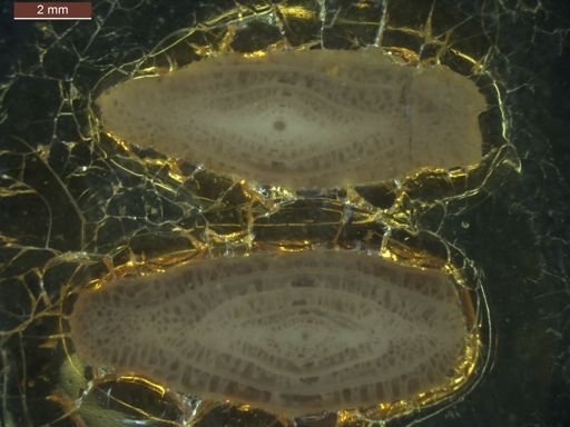 Pseudofusulina diversiformis