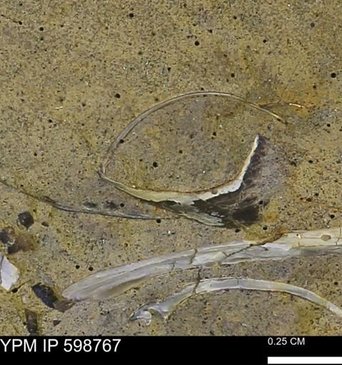 undet. Mollusca