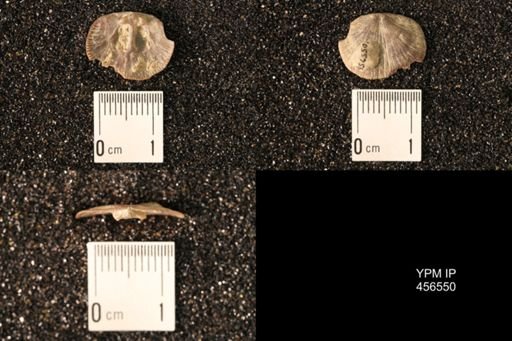 Dalmanella testudinaria