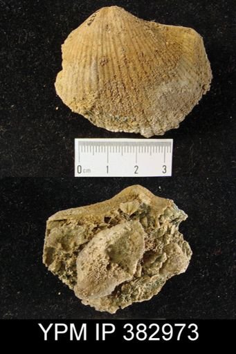 Costispirifer sp.