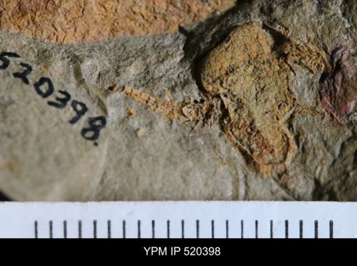 Chauvelicystis?