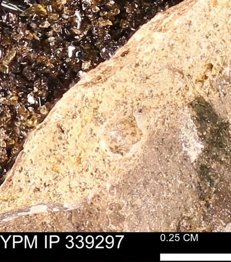 undet. Bivalvia