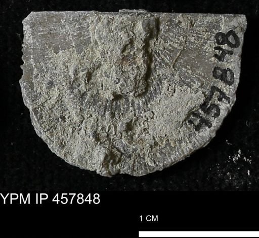 Strophodonta sp.