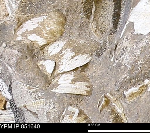Limopsis striatopunctatus
