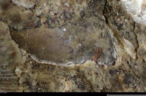 undet. Bivalvia