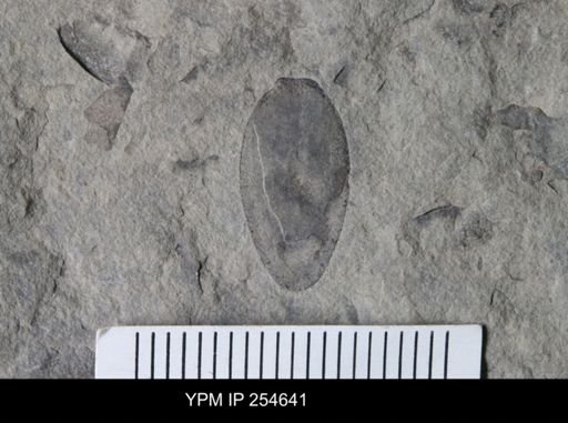 Eurypterida