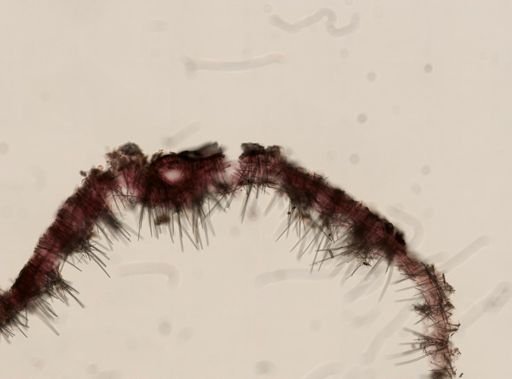 Hymedesmia sp.