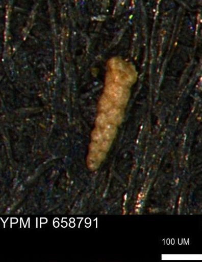 Verneuilinoides kansasensis