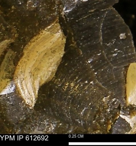 undet. Bivalvia