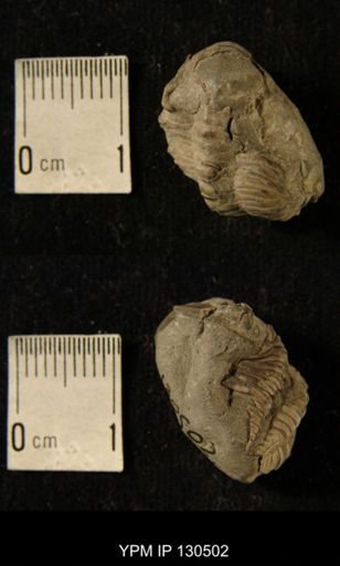 Cryphaeus sp.