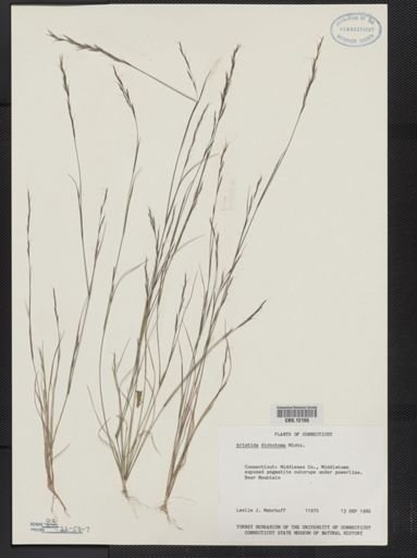 Aristida dichotoma
