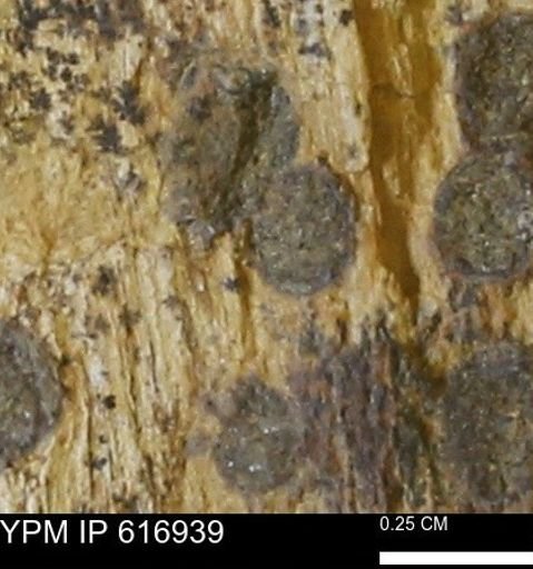 Teredo sp.