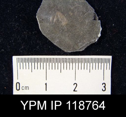 Anabaia cf. anticostiana